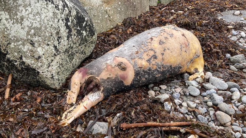 Sea Beast? Mysterious ‘Pig-Like’ Sea Creature’s Body Found on Ireland Beach; Viral Pic Leaves Netizens Stumped 