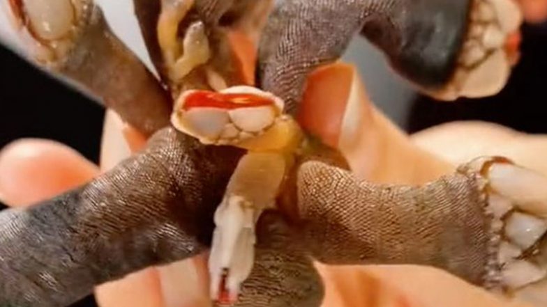 Demogorgon From Stranger Things Spotted? Netizens Terrified by Video of Sea Creature With Extruding Tentacles That Resembles the Beast From Netflix Series