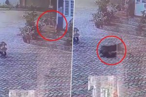 Leopard Pounces Upon Dog and Drags It Away in Uttarakhand's Police Station; Spine-Chilling Video Goes Viral 