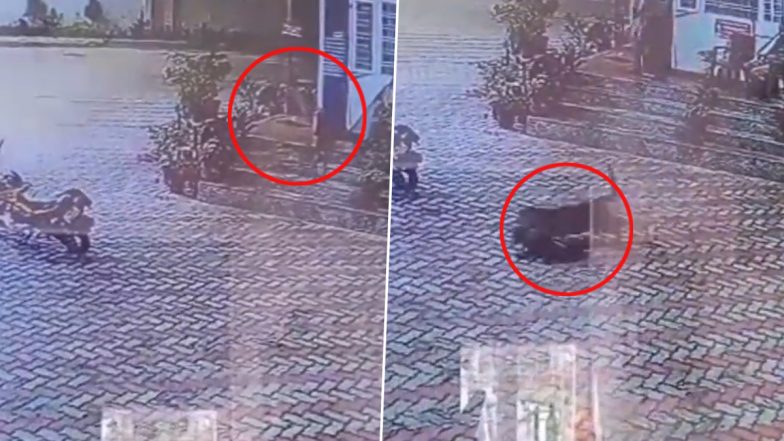 Leopard Pounces Upon Dog and Drags It Away in Uttarakhand's Police Station; Spine-Chilling Video Goes Viral 