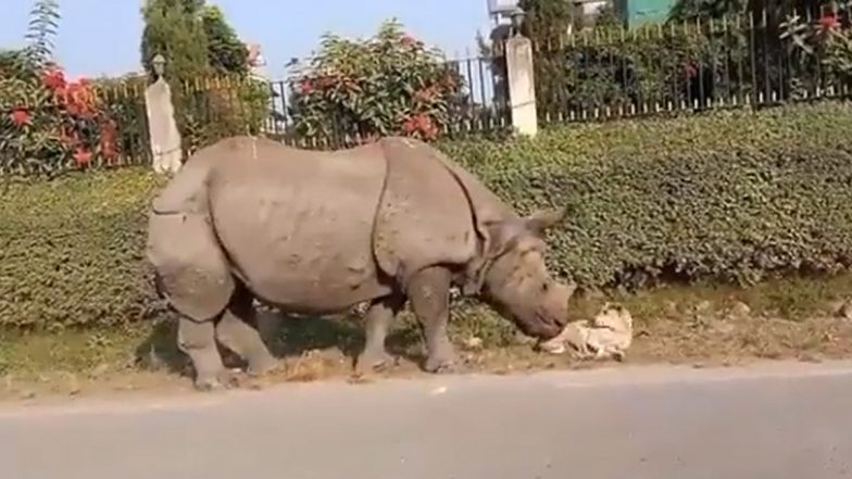 Rhino Nudges Sleeping Dog! Video of Terrified Dog Being Woken Up by a Rhino Goes Viral; Netizens Share Hilarious Reactions