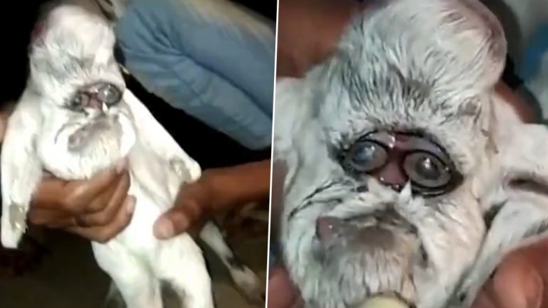 Goat Born With Human-Like Face in Madhya Pradesh; Watch Viral Video of The Mutant Animal That Has Dark Circles Around Its Eyes Resembling Glasses