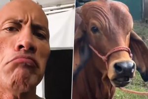 Dwayne Johnson 'The Rock' Has a Witty Reaction To Cow's Eyebrow Raise Viral Tweet; Says 'I Wasn't Expecting That'