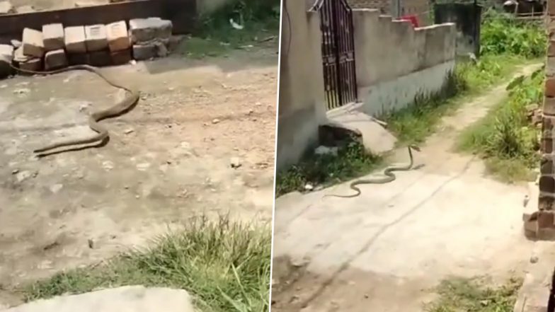 This Snake is a Thief! Hilarious Video of Giant Viper Slithering Away With a Slipper in Its Mouth Goes Viral; Netizens Can't Stop Laughing 