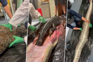 Inside a Snake's Gut! 5-Foot Long Alligator Gets Pulled Out of Stomach of Giant Burmese Python in Florida; Video of The Horrific moment Goes Viral
