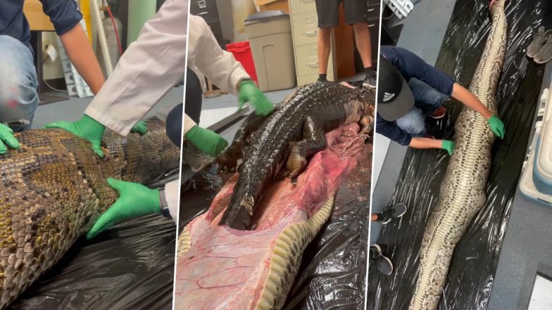 Inside a Snake’s Gut! 5-Foot Long Alligator Gets Pulled Out of Stomach of Giant Burmese Python in Florida; Video of The Horrific moment Goes Viral