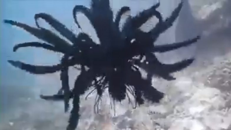 Strange Fish With Bird-Like Feathers Captured Swimming in Pacific Ocean; Viral Video of The Weird Black Marine Creature is Absolutely Terrifying
