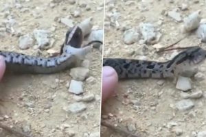 Reptile Playing Dead! Hognose Snake Dramatically Pretends To Die After Being Touched By Human in Viral Video That Will You Make You Laugh Your Guts Out