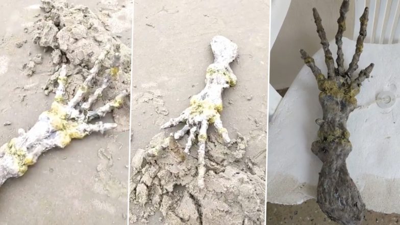 Creepy ‘Alien Skeletal Hand’ With Long Bony Fingers Discovered by Terrified Couple in Brazil Beach; Watch Viral Video At Your Own Risk!