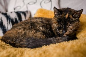 World's Oldest Living Cat is Flossie! The 26-Year-Old Feline from Southeast London is Deaf and Partially Blind; See Pic  