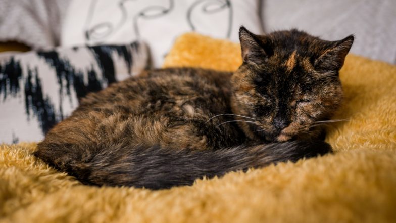 World’s Oldest Living Cat is Flossie! The 26-Year-Old Feline from Southeast London is Deaf and Partially Blind; See Pic  