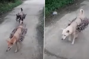 Man's Best Friend, Dog Carrying Fire Wood On Its Back To Help Owner In Odisha (Watch Video)