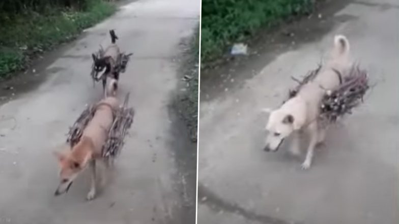 Man’s Best Friend, Dog Carrying Fire Wood On Its Back To Help Owner In Odisha (Watch Video)