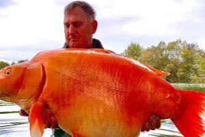 World's Largest Goldfish Caught in France? Monster-Size Orange Carp Fish Weighing 67 Pounds Caught By UK Fisherman, Likely to Enter Record Books! View Viral Pic