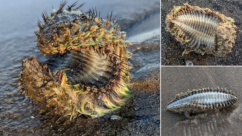 Fluorescent Green ‘Alien’ Object Discovered by Man on Portobello Beach; Viral Pic of The Bizarre Creature Will Leave You Befogged