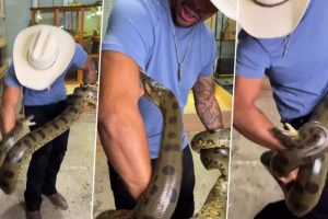 Huge Green Anaconda Bites Man Multiple Times as He Lifts The Angry Reptile in Arms; Viral Video Will Send Shivers Down Your Spine