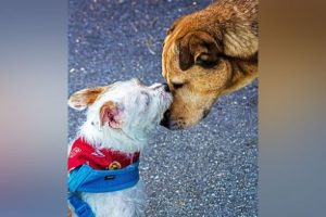 Sheru Te Sweety Di Wedding: Neighbours in Gurugram to Get Their Dogs Married