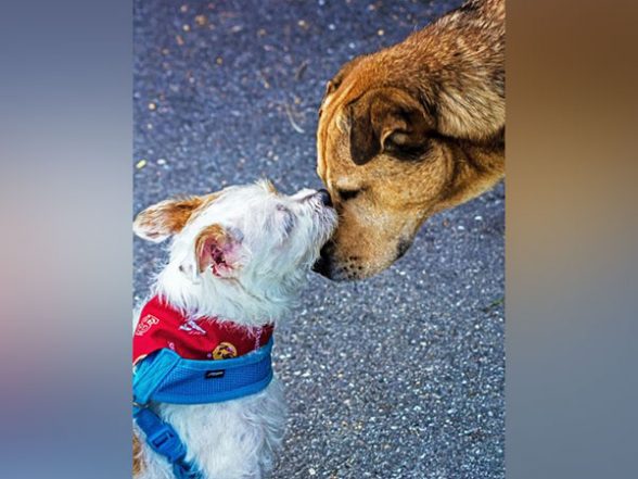 Sheru Te Sweety Di Wedding: Neighbours in Gurugram to Get Their Dogs Married