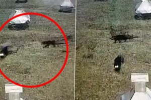 Viral Video: Two Black Panthers Spotted Roaming on Meteorological Research Centre's Campus in Ooty