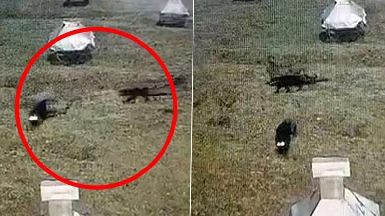 Viral Video: Two Black Panthers Spotted Roaming on Meteorological Research Centre’s Campus in Ooty