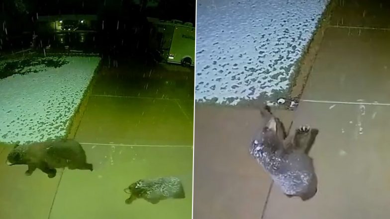 Bear Cub Tries to Catch Snowflakes! Old Video of Cute Cub Loving the Snowfall Is Making the Internet Smile AGAIN