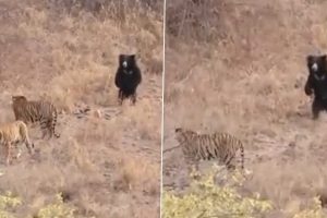Viral Video: Sloth Bear Scares Off Two Tigers During Clash at Ranthambore National Park