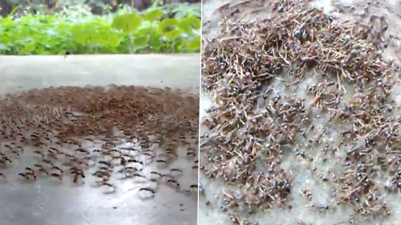 Death Spiral! Colony of Ants Gets Caught in ‘Circular Death Trap’ Just To Die of Exhaustion in Viral Video Leaves Netizens Bedazzled