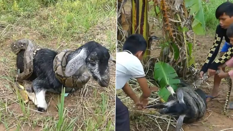 Huge Python Wraps Itself Around Baby Goat Tightly! Village Kids Successfully Rescue The Snake’s Prey in Viral Video That Has Left Netizens Petrified