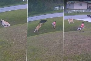 German Shepherd Saves 6-Year-Old Boy From Neighbour's Aggressive Pet Dog in Florida; Video of The Heroic Moment Goes Viral 