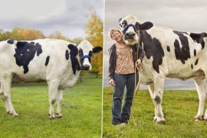 World Tallest Cow Ever is Illinois' Blosom! Guinness World Record Shares Pictures of The Majestic 6 Feet Tall Female Holstein