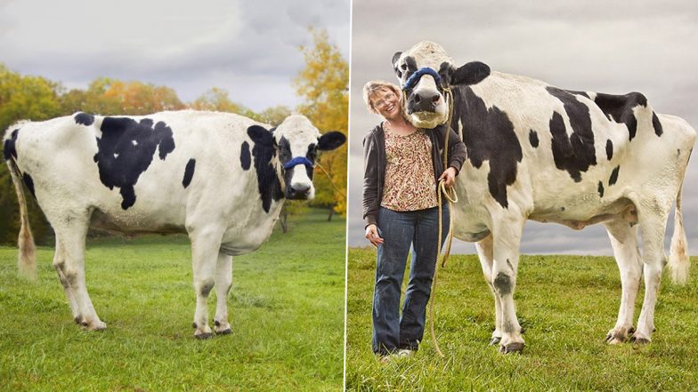 World Tallest Cow Ever is Illinois' Blosom! Guinness World Record Shares Pictures of The Majestic 6 Feet Tall Female Holstein