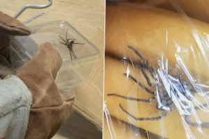 Giant Spider With Nasty Bite Discovered Lurking Inside Box of Organic Bananas in Germany; See Pics 