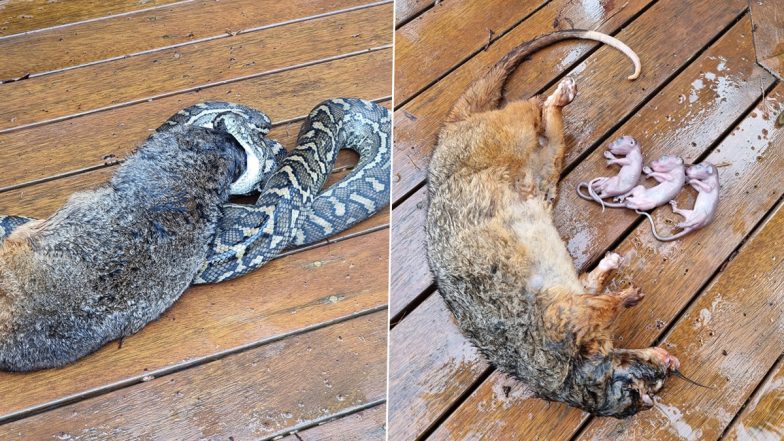 Carpet Python Tries But Fails To Eat Mother Possum With 3 Babies in Its Pouch in Australia Because It Was ‘Too Big’; See Pics