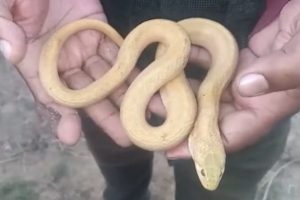 Rare Checkered Keelback Snake with Leucism Found By Fisherman in Odisha; Video of Yellow Colour Viper Goes Viral 