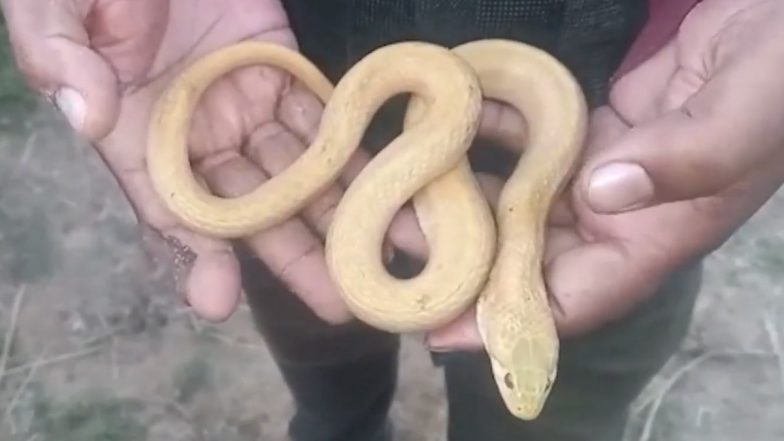 Rare Checkered Keelback Snake with Leucism Found By Fisherman in Odisha; Video of Yellow Colour Viper Goes Viral 