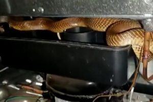 Huge Cobra Inside Refrigerator! WATCH Viral Video of Reptile Coiled Up Around The Fridge's Compressor in Karnataka’s Tumakuru District