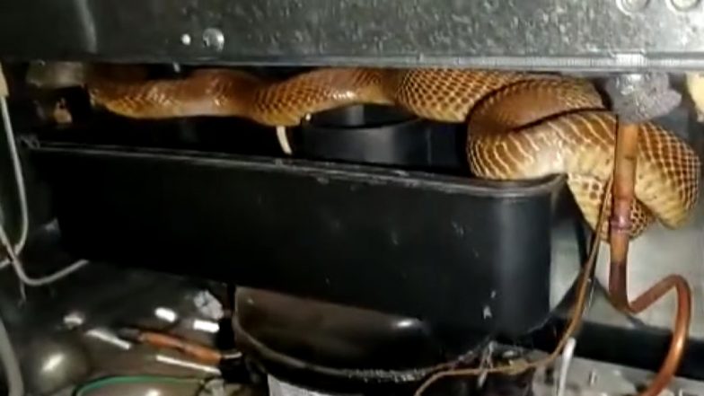 Huge Cobra Inside Refrigerator! WATCH Viral Video of Reptile Coiled Up Around The Fridge’s Compressor in Karnataka’s Tumakuru District