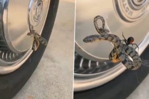 Water Snake Caught in Spider’s Web! Viral Video Shows the Reptile Struggling While the Black Widow Spider Starts a Fight