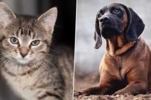 Google Year in Search 2022: From Domestic Short-Haired Cat to Hound, 10 Most-Searched Top Pets on Google Lens Worldwide