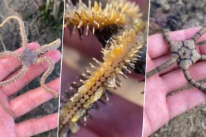 Weirdest Deep-Sea Creatures! From Green Brittle Star to Cowrie Snail, Man Shows The Bizarre Sea Animals Living Under Bali Sea That Inhabit The Same Planet As Us (Watch Videos)