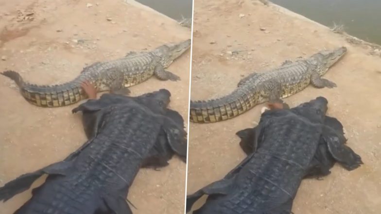 What The Croc! Man Dresses Up as Crocodile To Tease a Real One, Video of Him Lying Next to the Reptile Goes Viral