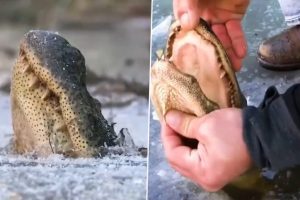 Alligator Locked in Frozen Swamp Gets Dug Out by Man in Viral Video; Netizens Shocked That the Gator Survived Chilling Temperatures