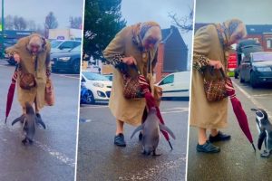 Penguin Approaches Old Woman in Viral Video; Wholesome Interaction Between The Two Will Make Your Day!