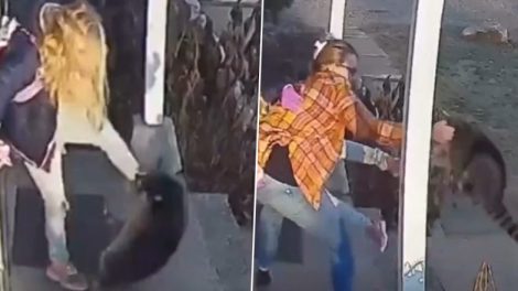 WATCH: Mother Saves Her Young Daughter From Ferocious Rapid Raccoon Attack in Connecticut; Video Goes Viral!