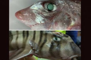 Stripey Horn Shark and Ghost Shark Discovered in Ocean Depths; View Images of the Rare and Mysterious Sea Creatures