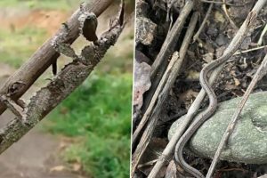 Unbelievable Defence Mechanism! From Snake to Insects, Forest Officer's Viral Twitter Thread Shows Creatures' Incredible Camouflage (See Pics & Video)