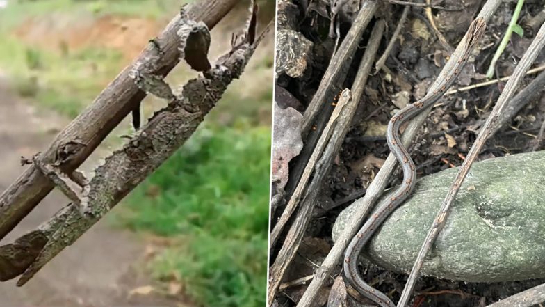 Unbelievable Defence Mechanism! From Snake to Insects, Forest Officer’s Viral Twitter Thread Shows Creatures’ Incredible Camouflage (See Pics & Video)