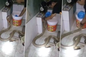 WATCH: Man Fearlessly Gives a Bath to Giant King Cobra in Viral Video That Has Left Netizens Wide-Eyed