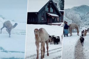 Camel Who Saw Snow for the First Time Brings His Goat Friends To Join Him; Netizens Find This Video ‘Absolutely Precious!’