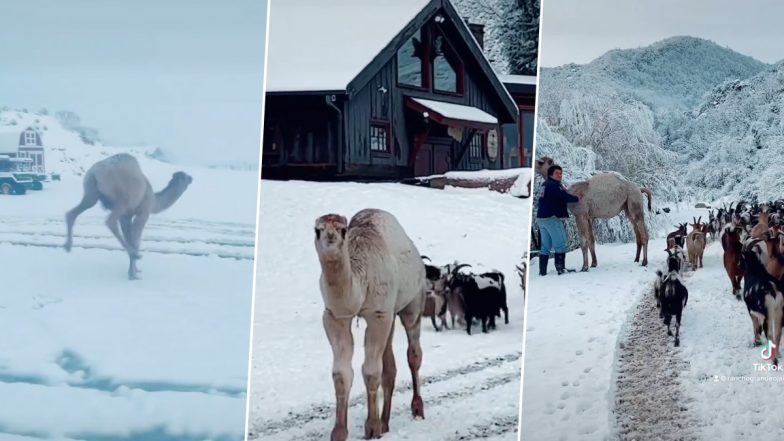 Camel Who Saw Snow for the First Time Brings His Goat Friends To Join Him; Netizens Find This Video ‘Absolutely Precious!’